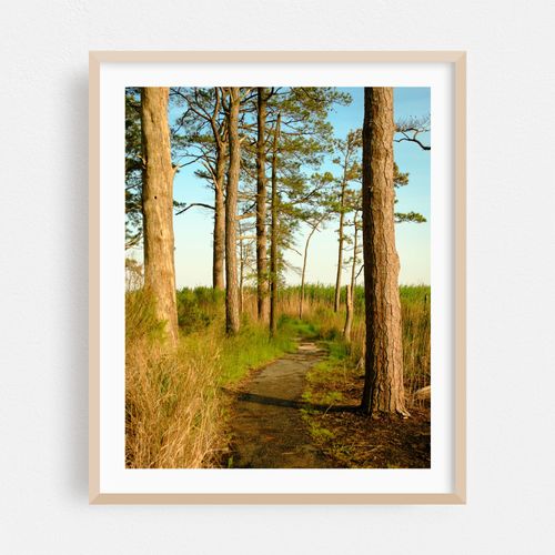 Marsh Edge Trail, Blackwater National Wildlife Refuge 03