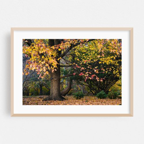 Autumn at Cylburn Arboretum 02