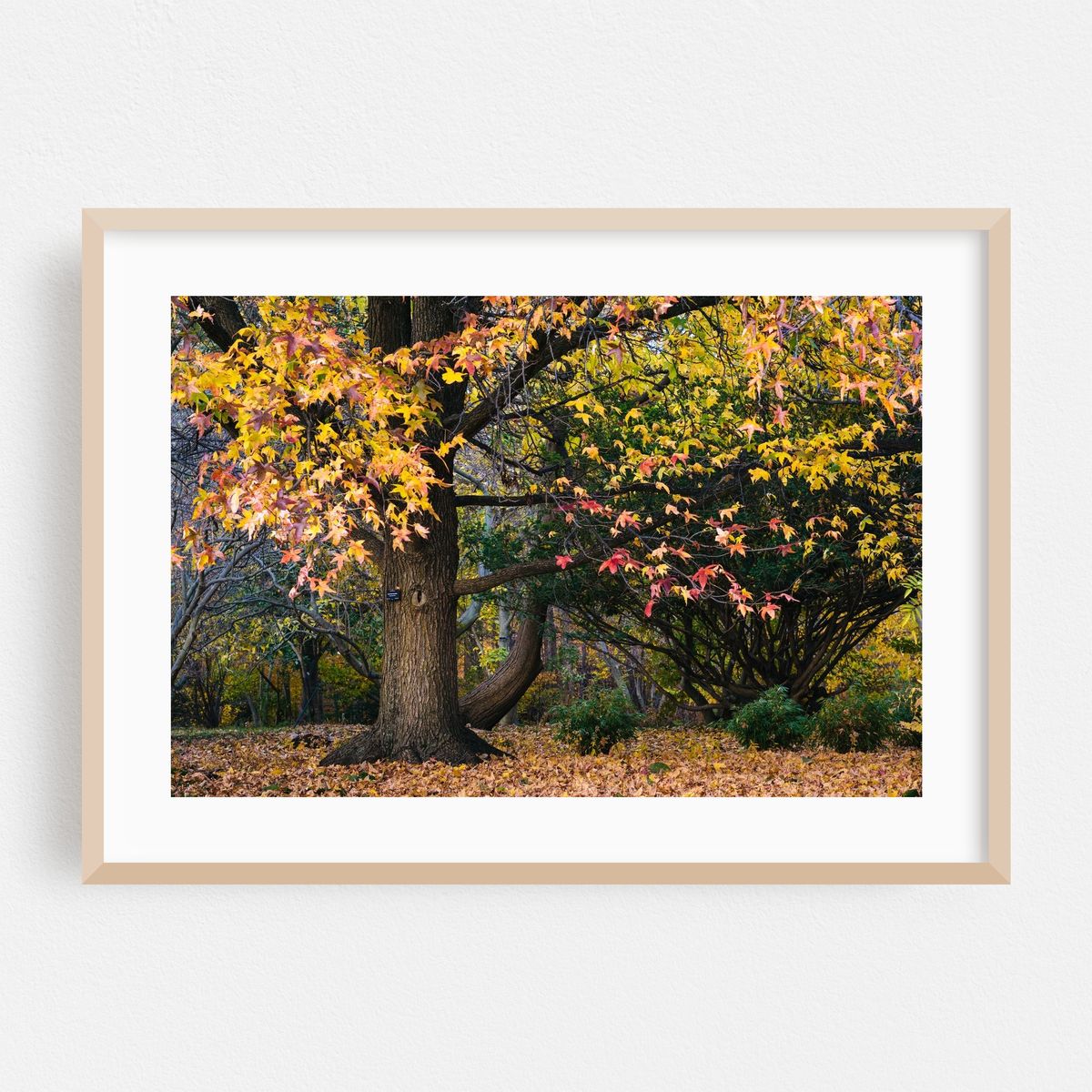 Autumn at Cylburn Arboretum 02 – image 1 of 6