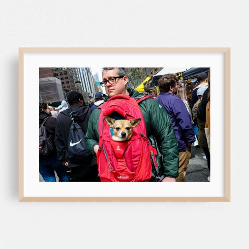 Paws on the Go