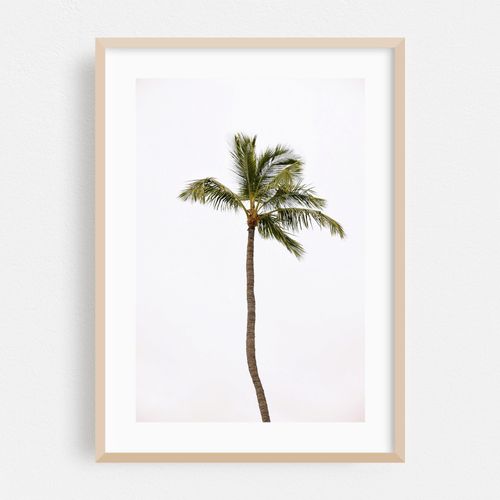 Islamorada Palm Tree
