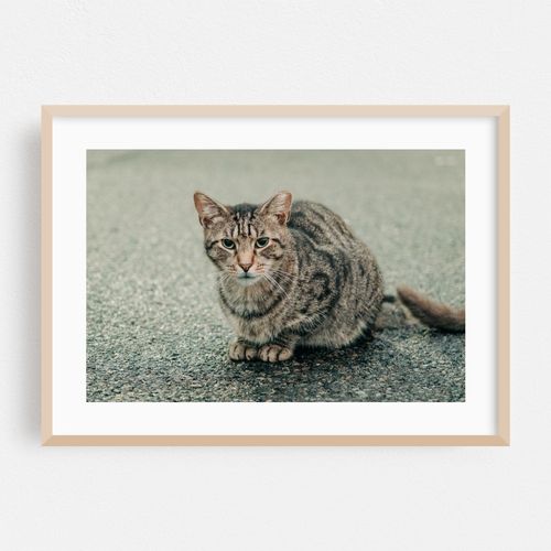 Crown Heights Kitty 01