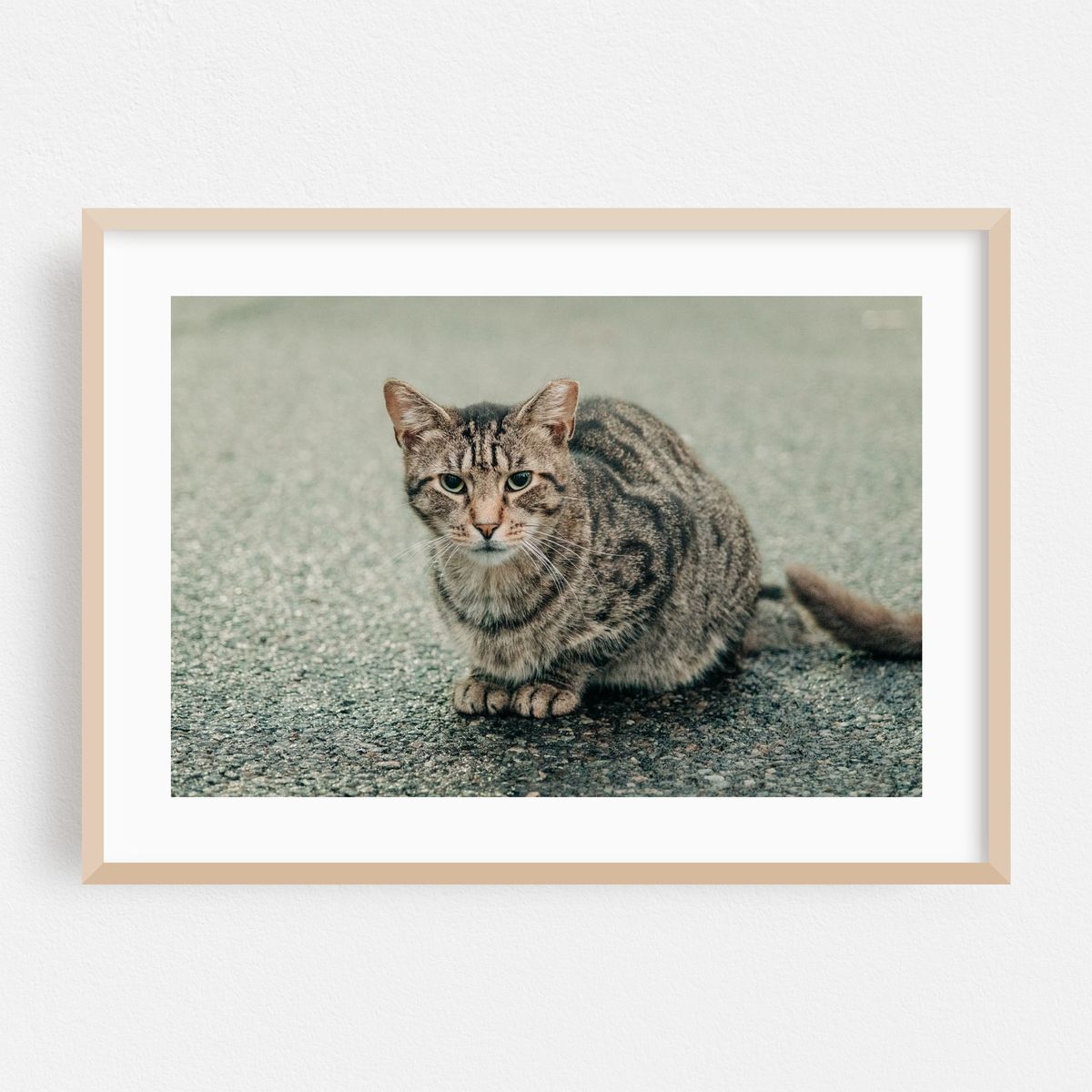 Crown Heights Kitty 01 – image 1 of 6