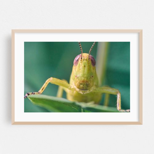 Grasshopper Greeting