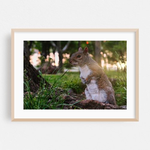 Squirrel in the Park 01