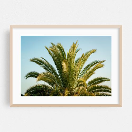 Palm Tree in Corona Del Mar