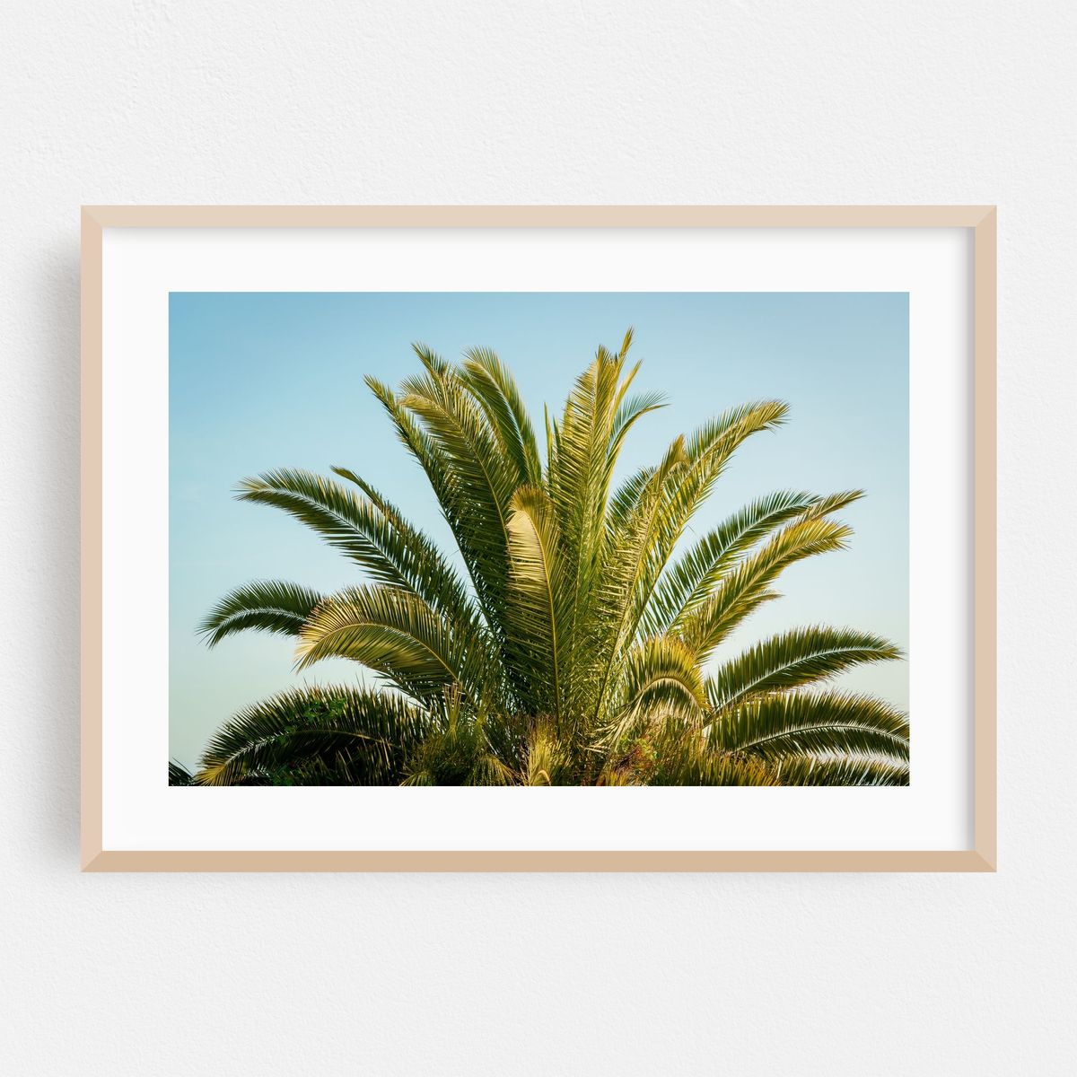 Palm Tree in Corona Del Mar – image 1 of 6