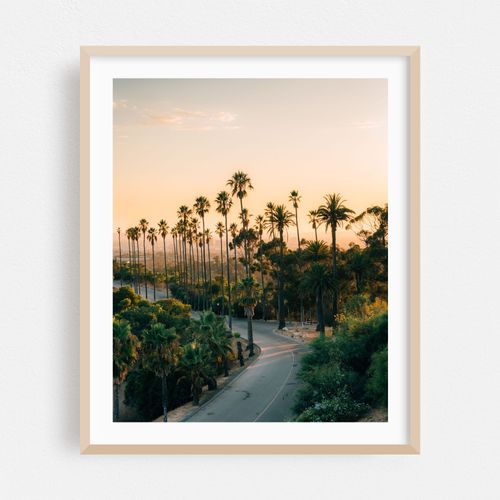 Elysian Park Palms, Los Angeles 01