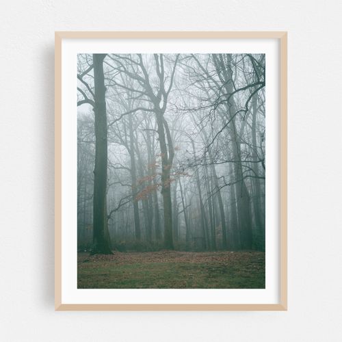 Foggy Woods, Bel Air 01