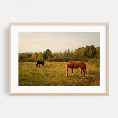 Horses in Burke 01