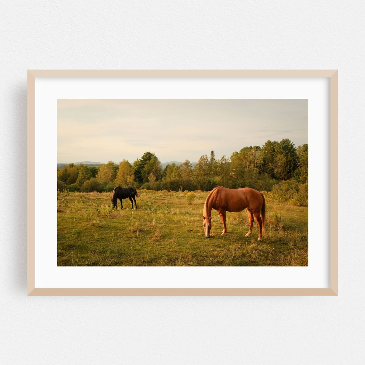 Horses in Burke 01 – image 1 of 6