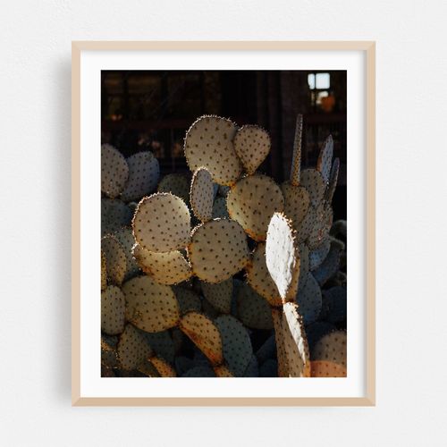 Tucson Cacti