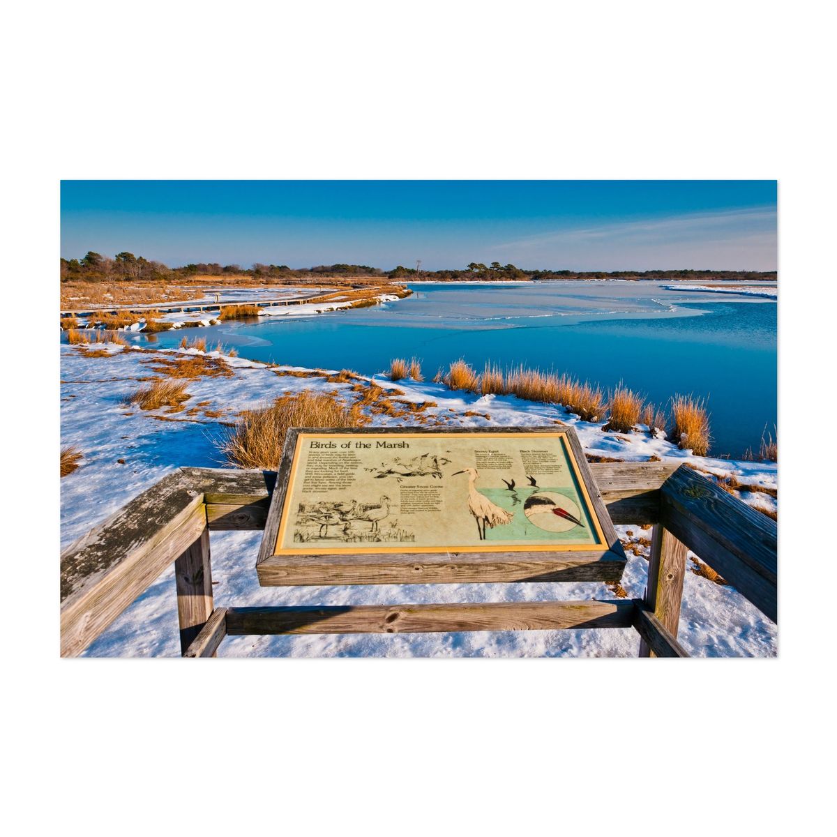 Birds of the Marsh – image 1 of 2