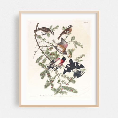 Rose-breasted grosbeak (1827–1838)