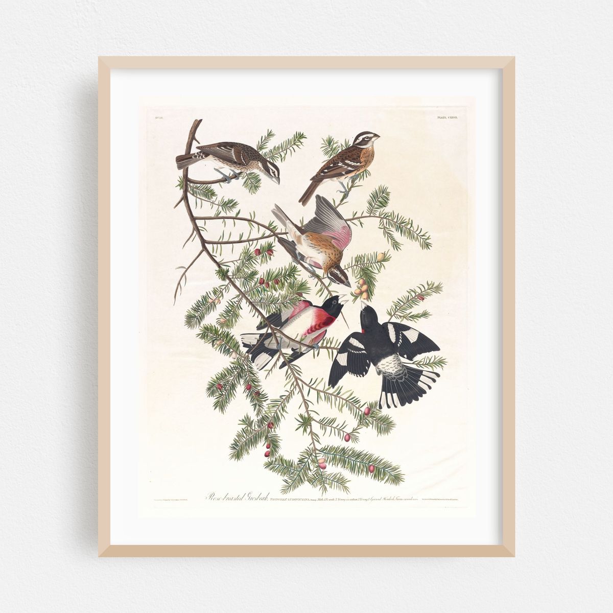 Rose-breasted grosbeak (1827–1838) – image 1 of 12