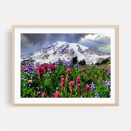 Paradise Magenta Paintbrush Wildflowers