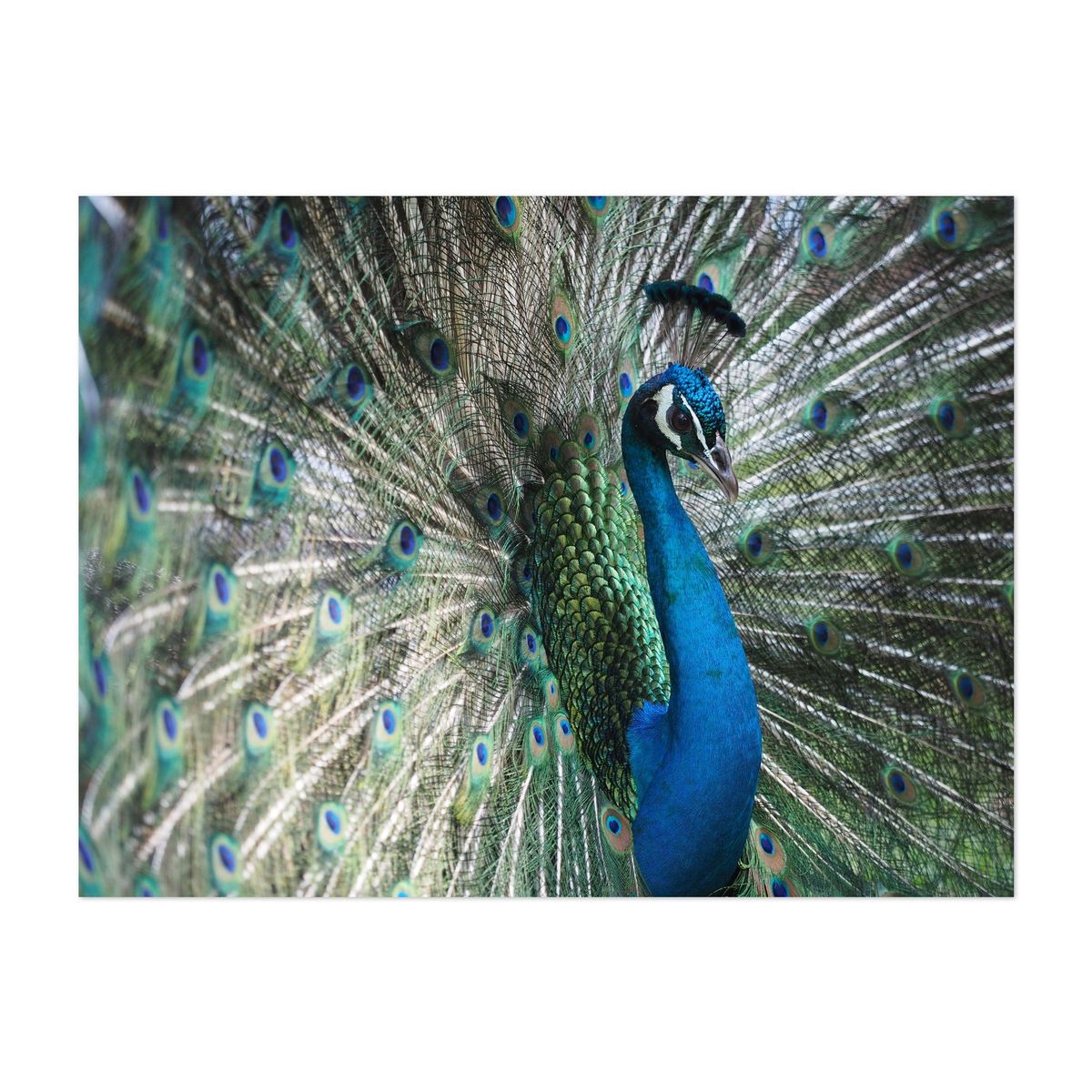 Peacock – image 1 of 2