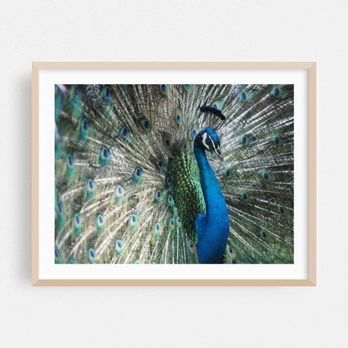 Peacock