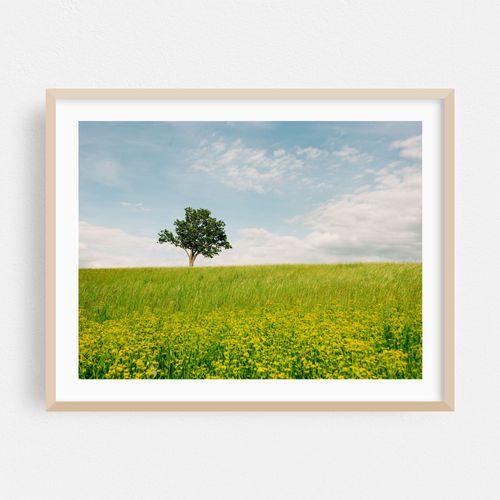 Lonely Tree 01