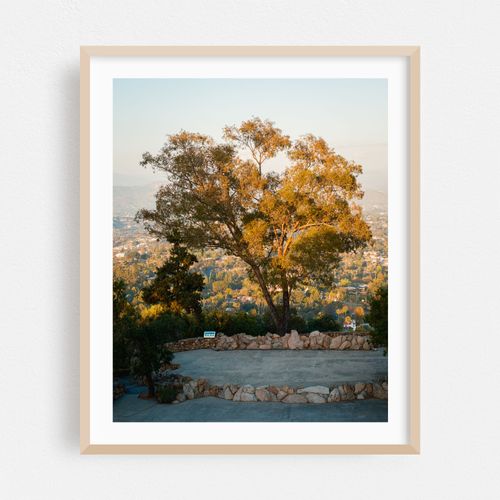 Tree on Mt. Helix, La Mesa