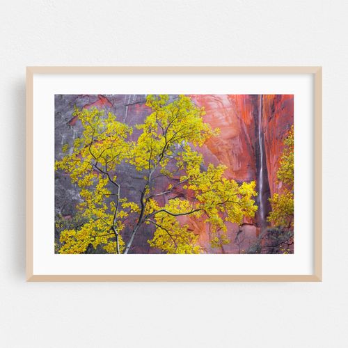 Zion Autumn