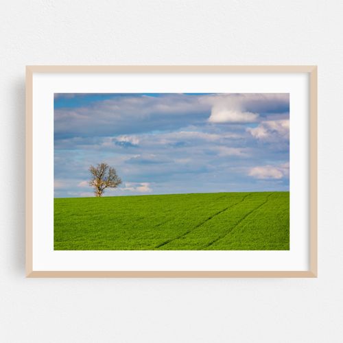 Lonely Tree, Spring Grove No. 2