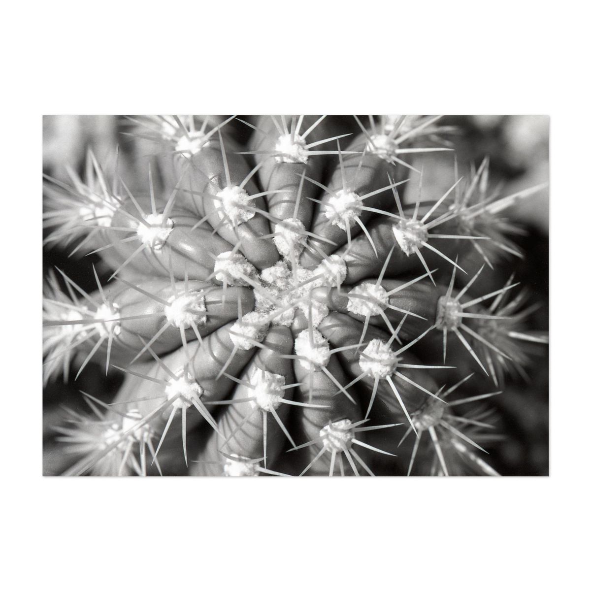 Argentine Spikes – image 1 of 2