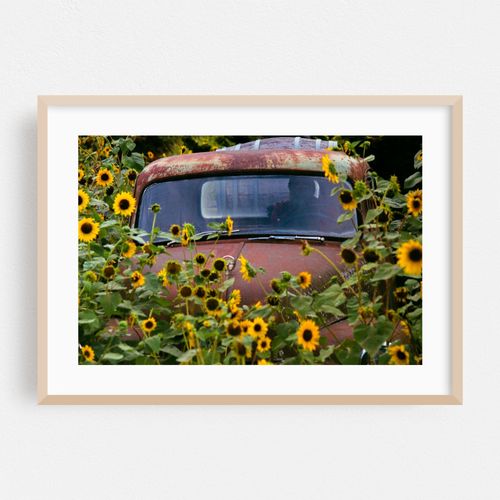 Crashing into Sunflowers