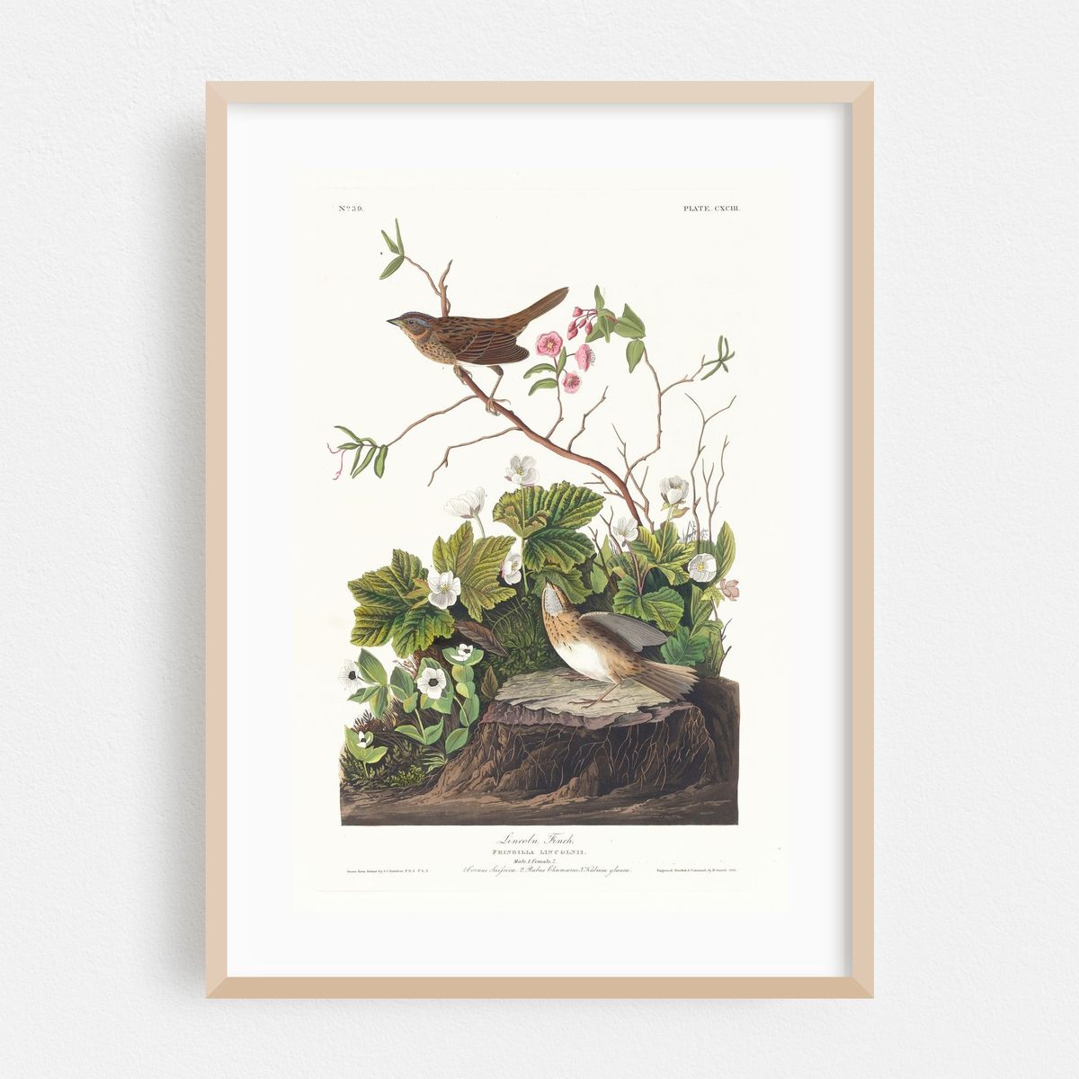 Lincoln finch (1827–1838) – image 1 of 16
