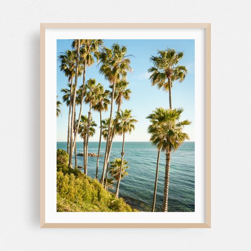 Heisler Park Palms, Laguna Beach