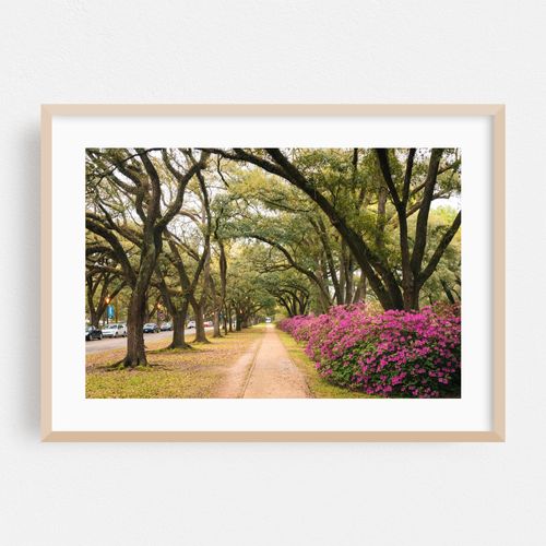 Azaleas, Rice University