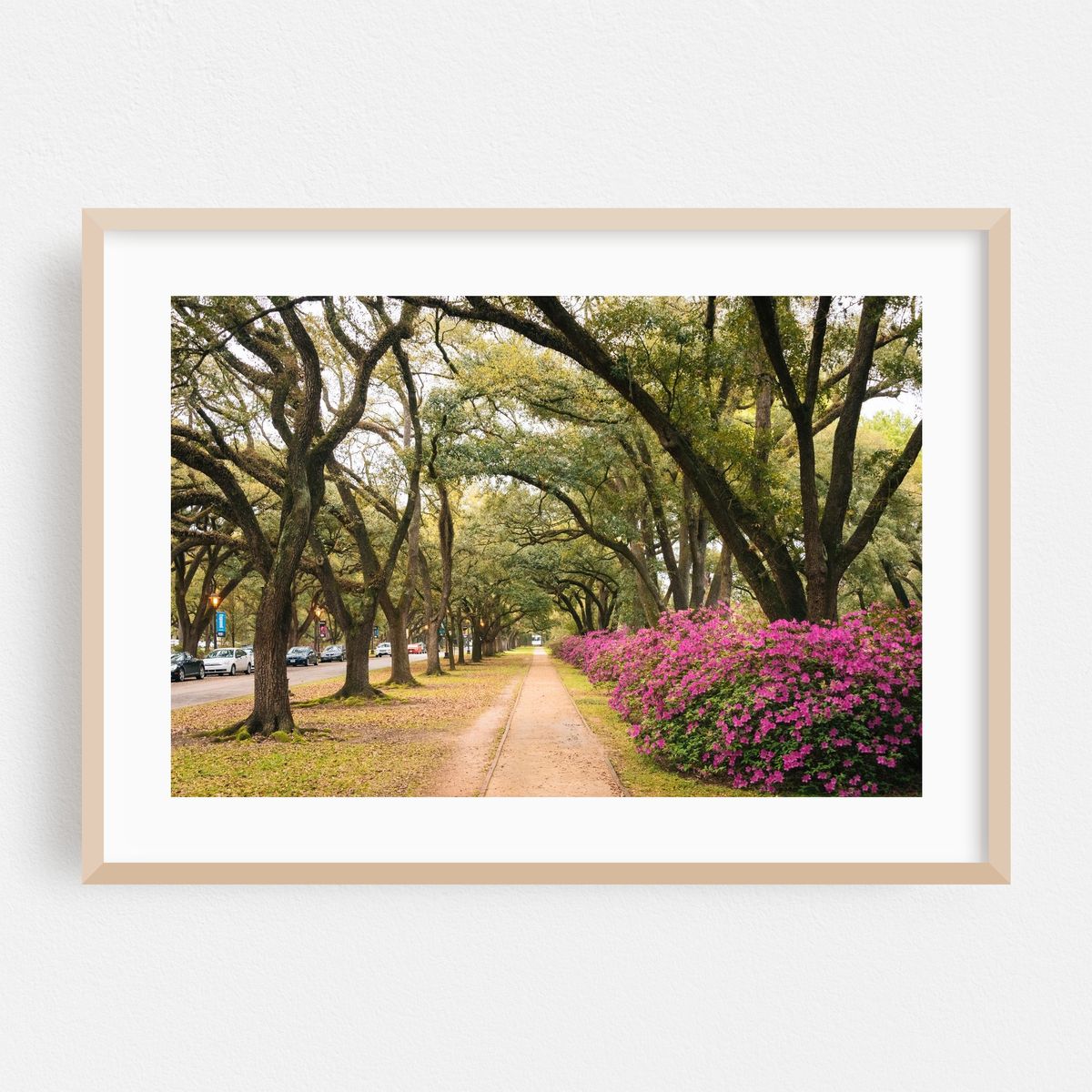 Azaleas, Rice University – image 1 of 9