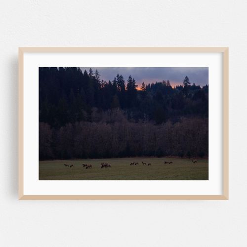 Jewell Meadows' Golden Elk