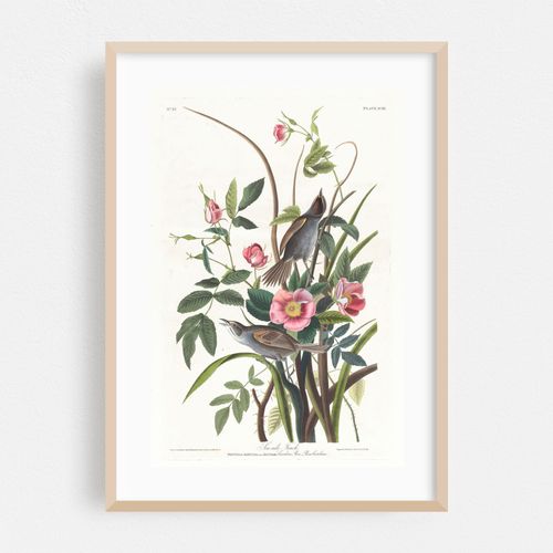 Sea-side finch (1827–1838)