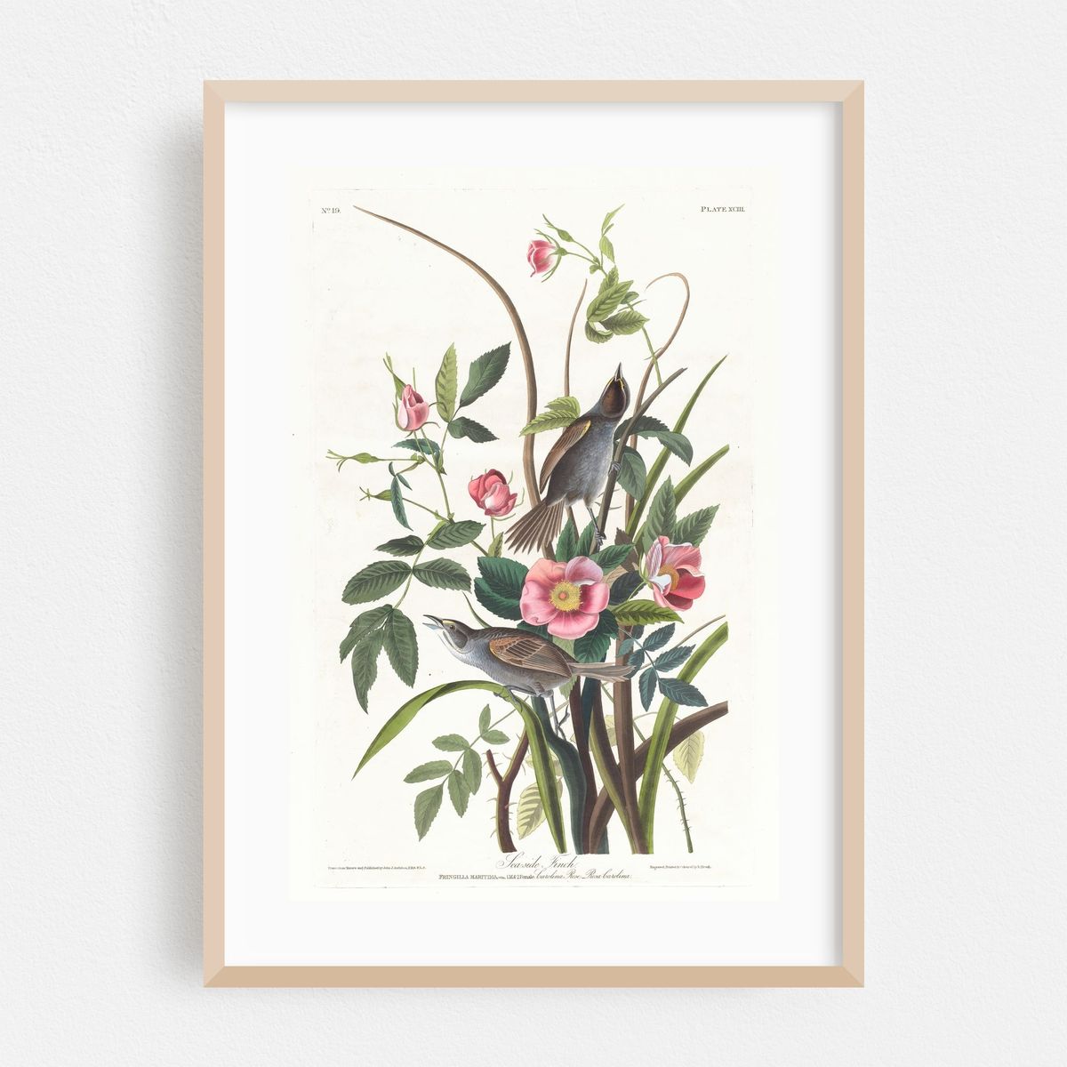 Sea-side finch (1827–1838) – image 1 of 16