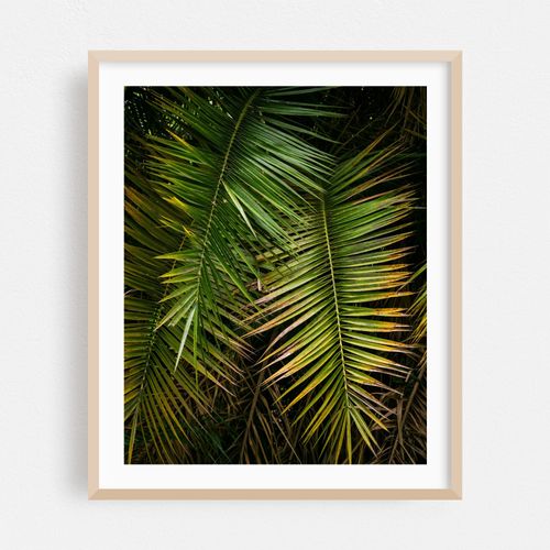 Balboa Park Foliage, San Diego 01