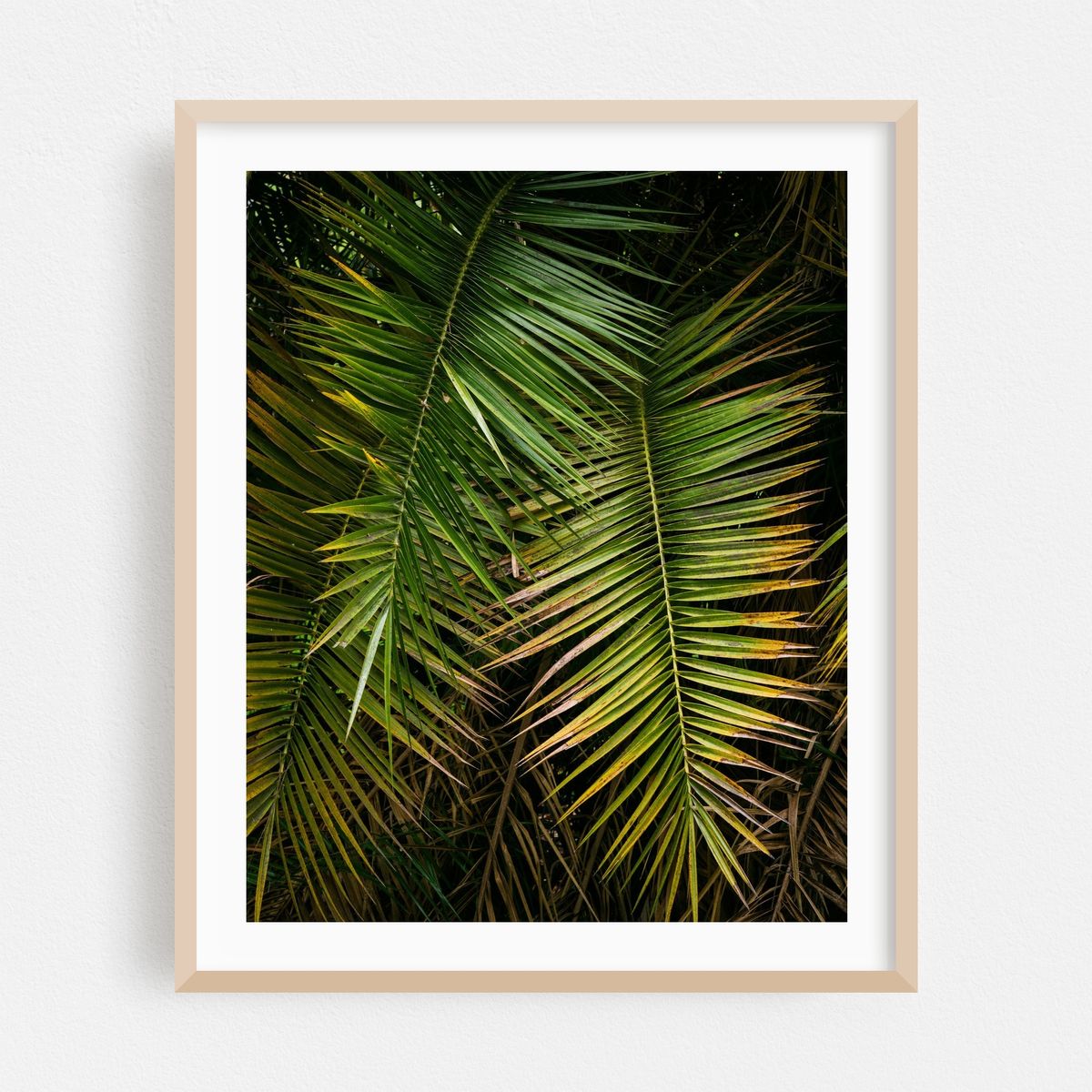 Balboa Park Foliage, San Diego 01 – image 1 of 12