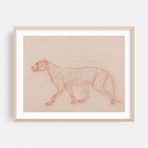 Tiger Body, Lateral View (1795 to 1806)