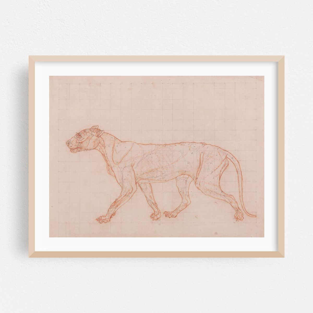 Tiger Body, Lateral View (1795 to 1806) – image 1 of 3