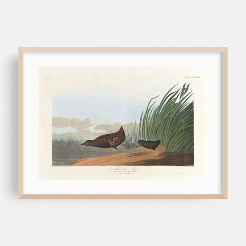 Least water-hen (1827–1838)