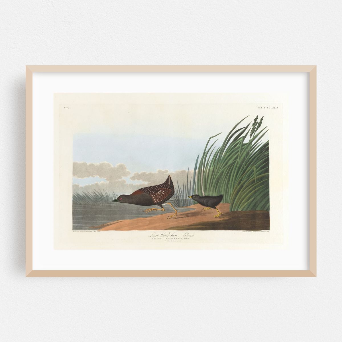 Least water-hen (1827–1838) – image 1 of 6