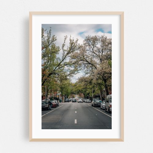 Spring Bloom on Charles Street