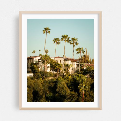 Palm Trees in San Clemente