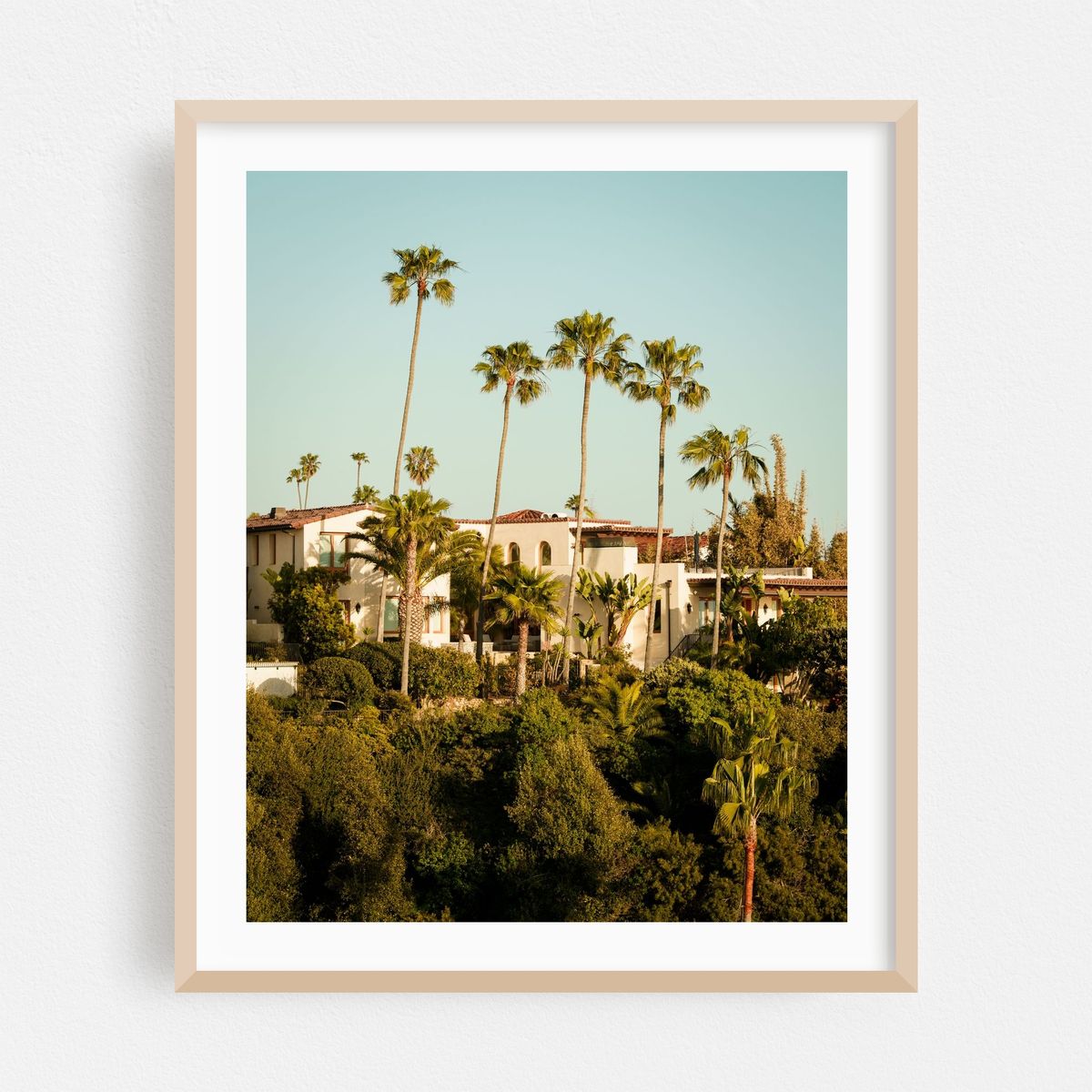 Palm Trees in San Clemente – image 1 of 12