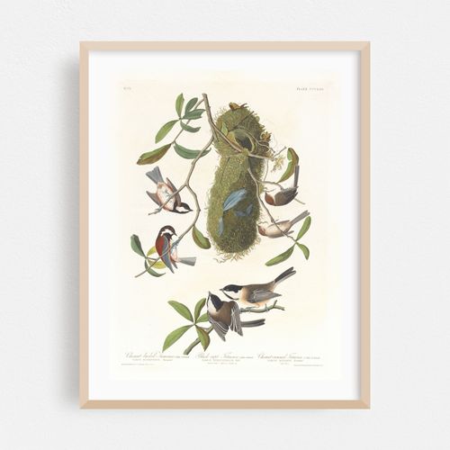 Chestnut-backed titmouse. Black-capt titmouse. Chestnut-crowed titmouse (1827–1838)