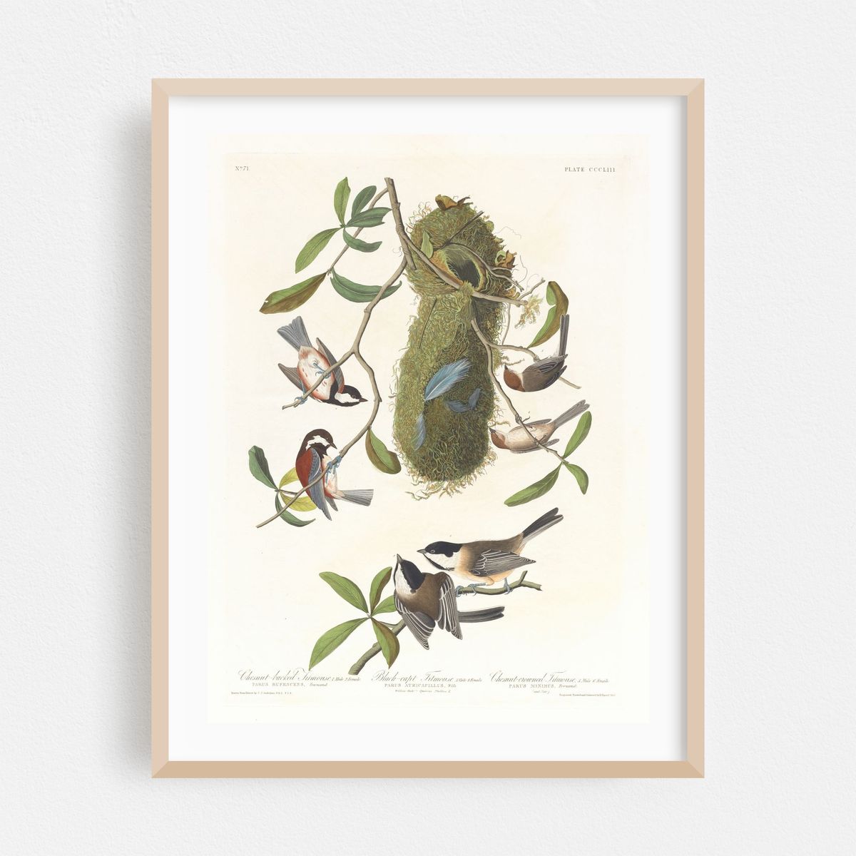 Chestnut-backed titmouse. Black-capt titmouse. Chestnut-crowed titmouse (1827–1838) – image 1 of 3