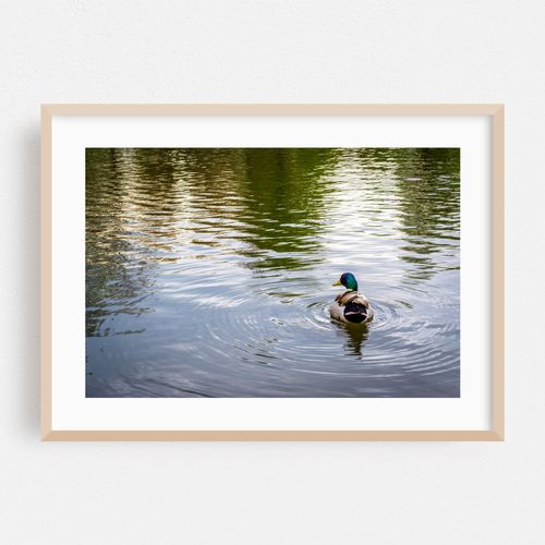 Duck & Ripples