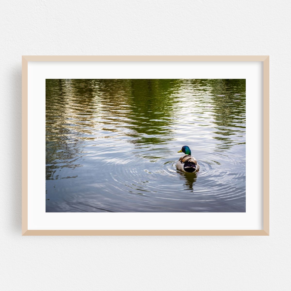 Duck & Ripples – image 1 of 6