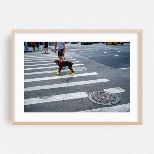 Pupper in the Crosswalk