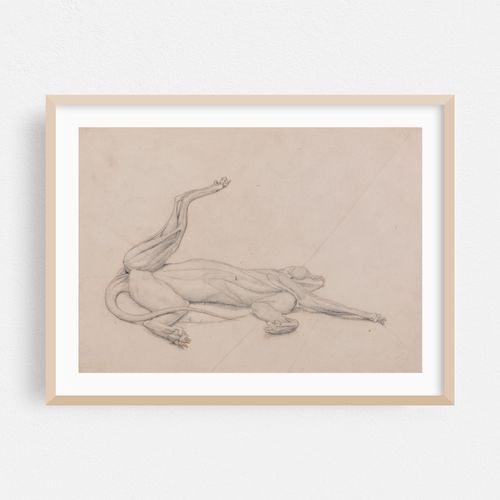 Tiger, Recumbent, Viewed Ventrally (1795 to 1806)